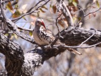 Damara Red-billed Hornbill (Tockus damarensis)