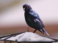 Cape Starling (Lamprotornis nitens)