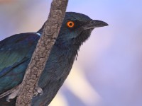 Cape Starling (Lamprotornis nitens)