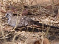 Namaqua Dove (Oena capensis)
