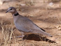 Ring-necked Dove (Streptopelia capicola)