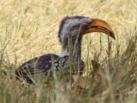 Southern Yellow-billed Hornbill (Tockus leucomelas)