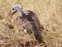 Damara Red-billed Hornbill (Tockus damarensis)