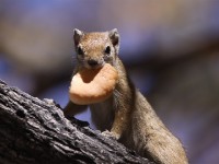 Smith's Bush Squirrel (Paraxerus cepapi)
