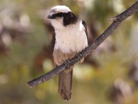 Southern White-crowned Shrike (Eurocephalus anguitimens)