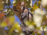 Western Barn Owl (Tyto alba)