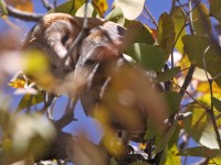 Western Barn Owl (Tyto alba)
