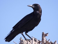 Cape Crow (Corvus capensis)