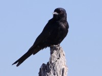 Fork-tailed Drongo (Dicrurus adsimilis)
