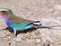 Lilac-breasted Roller (Coracias caudatus)