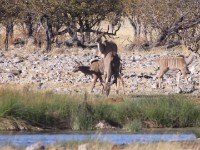 Greater Kudu (Tragelaphus strepsiceros)