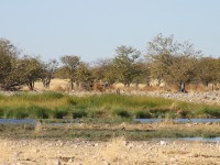 Rietfontain Etosha National Park