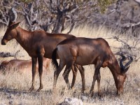 Red Hartebeest (Alcelaphus buselaphus caama)