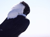 Pied Crow (Corvus albus)