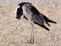 Blacksmith Lapwing (Vanellus armatus)