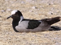 Blacksmith Lapwing (Vanellus armatus)