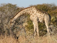 South African Giraffe (Giraffa camelopardalis giraffa)