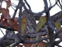 Pearl-spotted Owlet (Glaucidium perlatum)