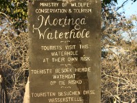 Moringa waterhole Halali