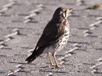 Groundscraper Thrush (Turdus litsitsirupa)