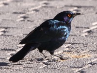 Cape Starling (Lamprotornis nitens)