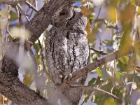 African Scops Owl (Otus senegalensis)