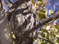 African Scops Owl (Otus senegalensis)