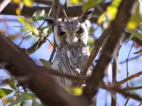 Southern White-faced Owl (Ptilopsis granti)