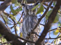 Southern White-faced Owl (Ptilopsis granti)