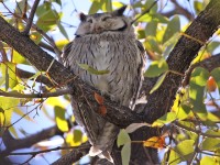 Southern White-faced Owl (Ptilopsis granti)
