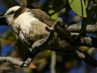 Southern White-crowned Shrike (Eurocephalus anguitimens)