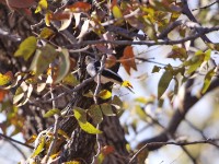 White-crested Helmetshrike (Prionops plumatus)