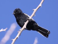 Carp's Tit (Melaniparus carpi)