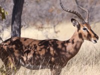 Black-faced Impala (Aepyceros melampus petersi)