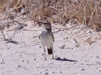 Sabota Lark (Calendulauda sabota)