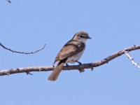 Marico Flycatcher (Melaenornis mariquensis)