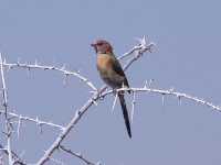Violet-eared Waxbill (Uraeginthus granatinus)