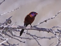 Violet-eared Waxbill (Uraeginthus granatinus)