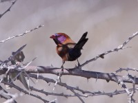Violet-eared Waxbill (Uraeginthus granatinus)