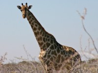 South African Giraffe (Giraffa camelopardalis giraffa)