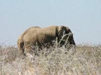 African Bush Elephant (Loxodonta africana)