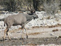 Greater Kudu (Tragelaphus strepsiceros)