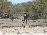Greater Kudu (Tragelaphus strepsiceros)