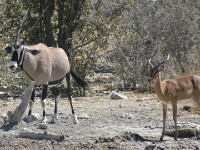 Ungulates Gemsbok (Oryx gazella) Black-faced Impala (Aepyceros melampus petersi)