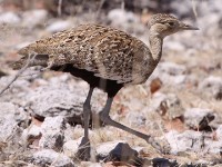 Red-crested Korhaan (Lophotis ruficrista)