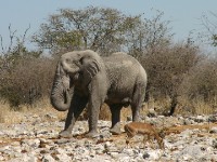 African Bush Elephant (Loxodonta africana)