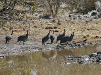 Helmeted Guineafowl (Numida meleagris)