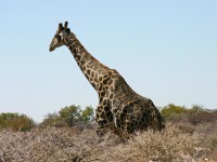 South African Giraffe (Giraffa camelopardalis giraffa)