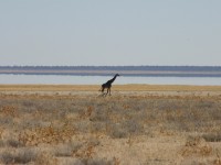 South African Giraffe (Giraffa camelopardalis giraffa)