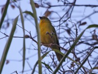 Holub's Golden Weaver (Ploceus xanthops)